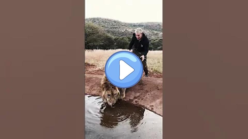 Play video: Scaring a Lion 🦁 #shorts Video thumb: Scaring a Lion 🦁 #shorts