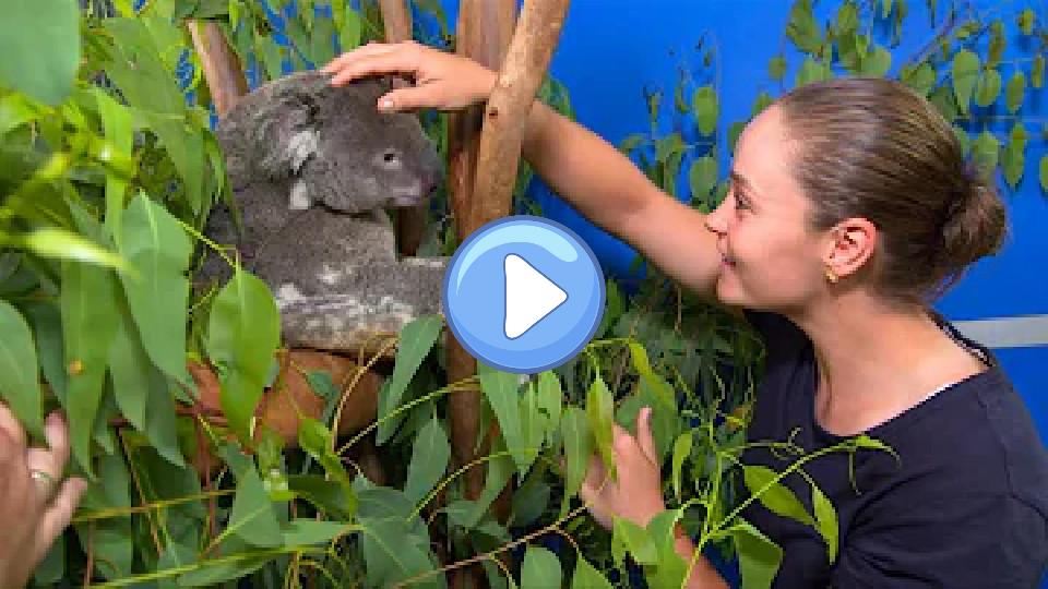 Play video: Tennis star Ashleigh Barty visits koalas injured in Australian bushfires | AFP Video thumb: Tennis star Ashleigh Barty visits koalas injured in Australian bushfires | AFP