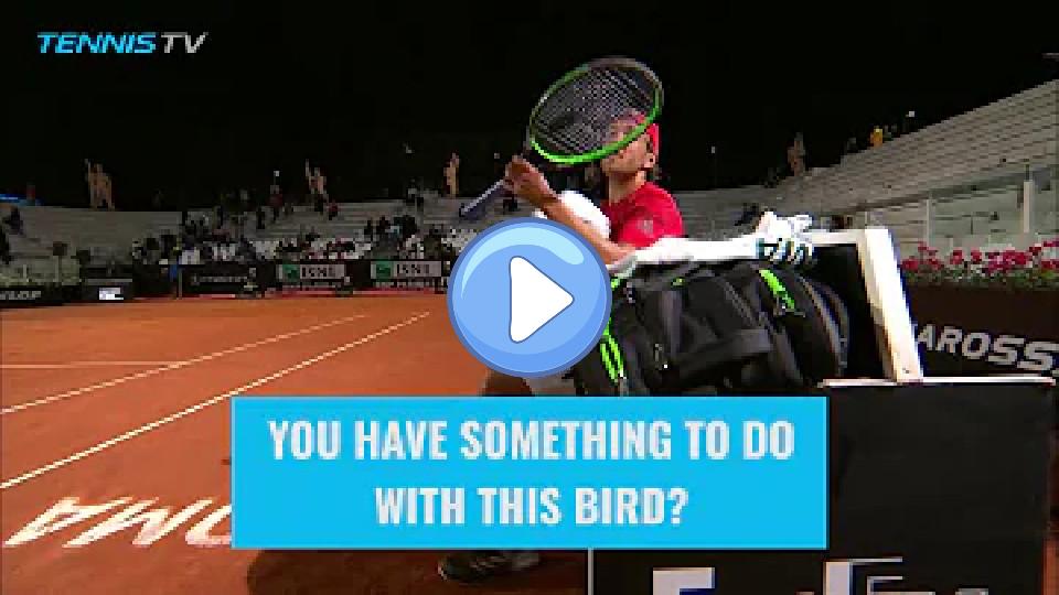 Play video: Lucas Pouille humorously asks umpire to remove a bird from the court | Rome 2018 Video thumb: Lucas Pouille humorously asks umpire to remove a bird from the court | Rome 2018