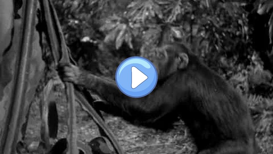 Play video: TARZAN YELL - Johnny Weissmuller at RKO Studios Video thumb: TARZAN YELL - Johnny Weissmuller at RKO Studios