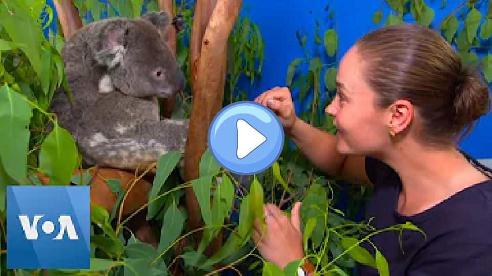 Play video: Tennis Star Ashleigh Barty Visits Koalas Injured in Australian Bushfires at Animal Hospital Video thumb: Tennis Star Ashleigh Barty Visits Koalas Injured in Australian Bushfires at Animal Hospital